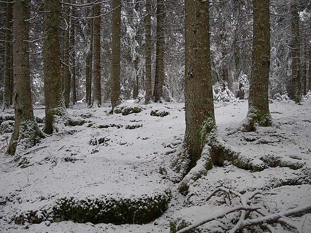 Macromiceti jurassiani � la lunga ricerca